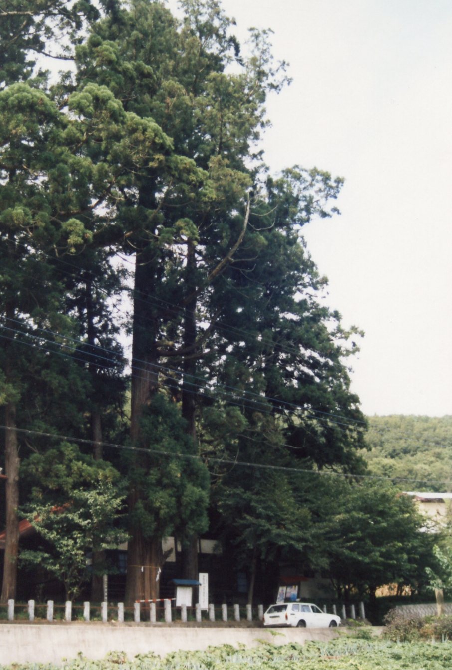 王城山神社の神杉の写真