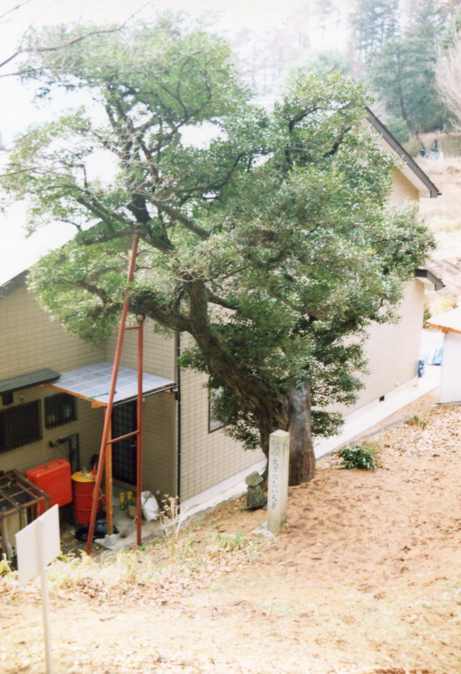 浅見家ヒイラギの巨樹の写真
