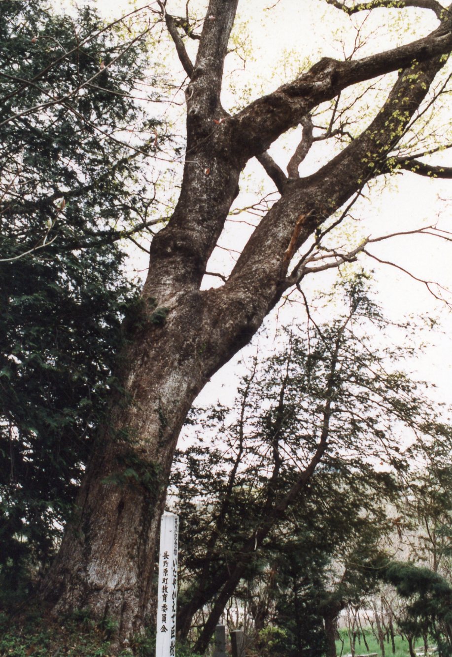 御塚霊園境内のイタヤカエデの写真