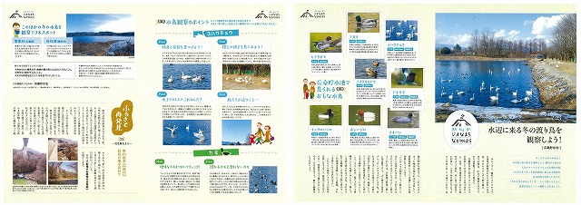 平成31年2月号　水辺に来る冬の渡り鳥を観察しよう！［応桑貯水池］