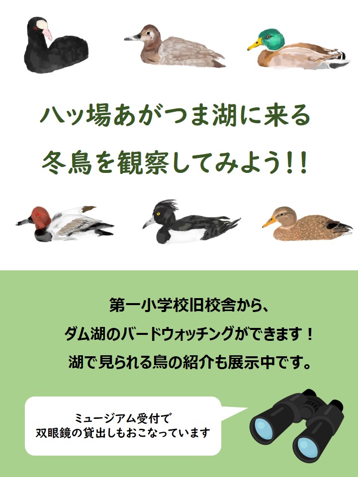 「八ッ場あがつま湖に来る冬鳥を観察してみよう！」チラシ
